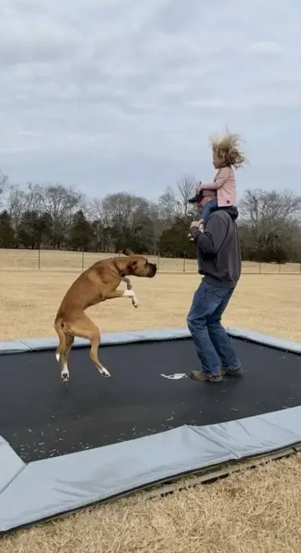 dog, adult, and child jumping on gray inground trampoline