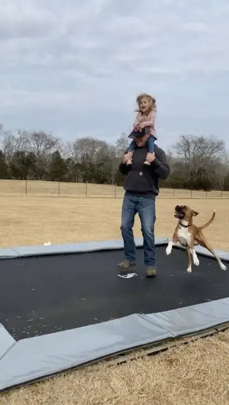dog, adult, and child jumping on gray inground trampoline